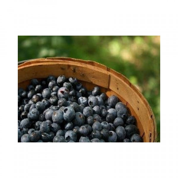 Blueberry - Highbrow E-Liquid